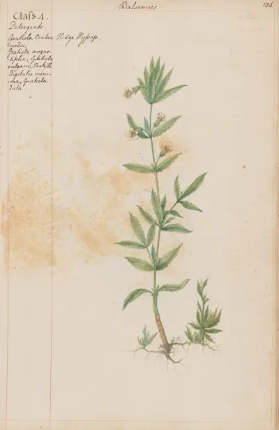 Hedge Hyssop von Joshua Webster