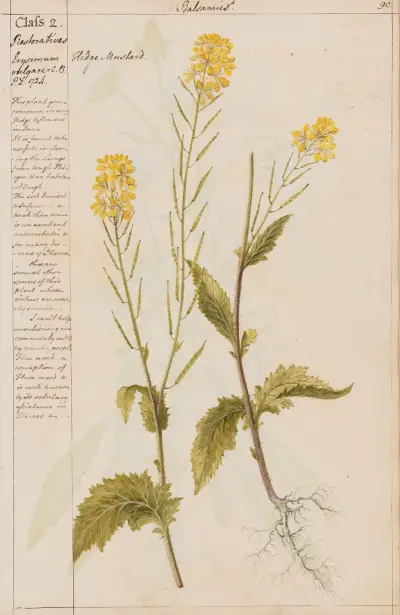 Hedge Mustard von Joshua Webster