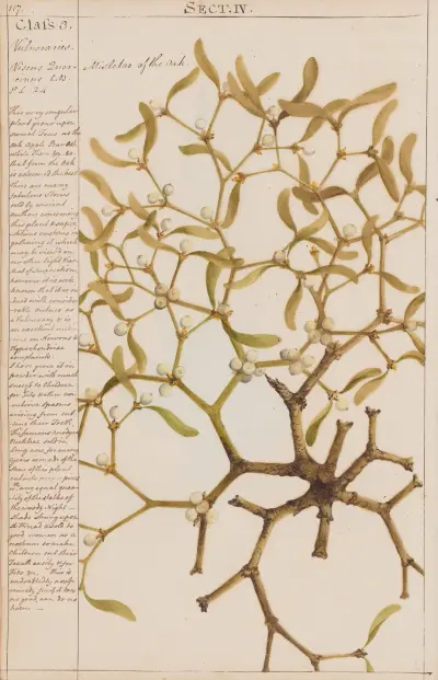 Mistletoe of the Oak von Joshua Webster