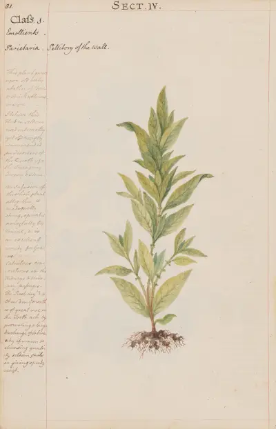 Pellitory of the wall von Joshua Webster