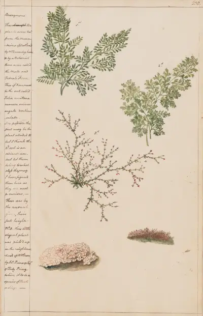Pflanzen aus den Bergen Schottlands von Joshua Webster