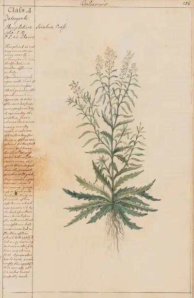 Sciatica Cress von Joshua Webster
