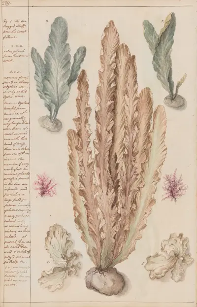 Sea plants from the coast of Kent von Joshua Webster