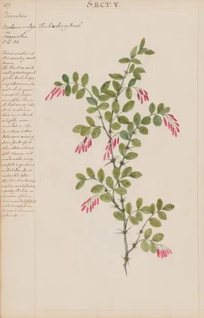 The Barberry Bush von Joshua Webster