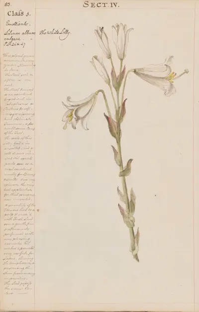 The White Lilly von Joshua Webster