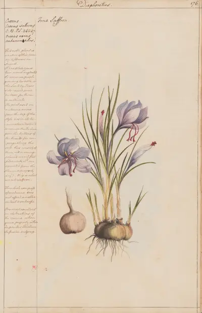 Echter Safran von Joshua Webster