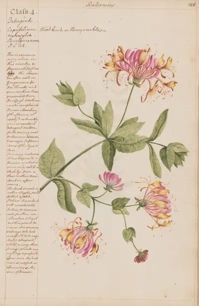 Wood bind or Honeysuckle von Joshua Webster