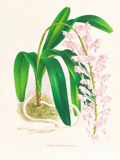 Aerides augustianum av Jean Jules Linden