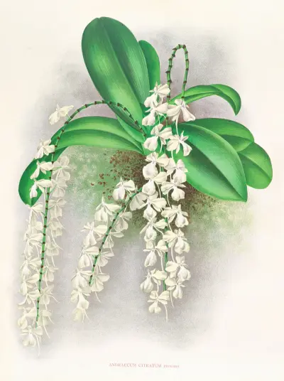 Angraecum citratum av Jean Jules Linden
