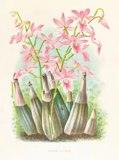 Calanthe veitchi av Jean Jules Linden