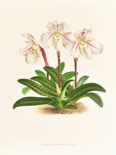 Cypripedium microchilum av Jean Jules Linden