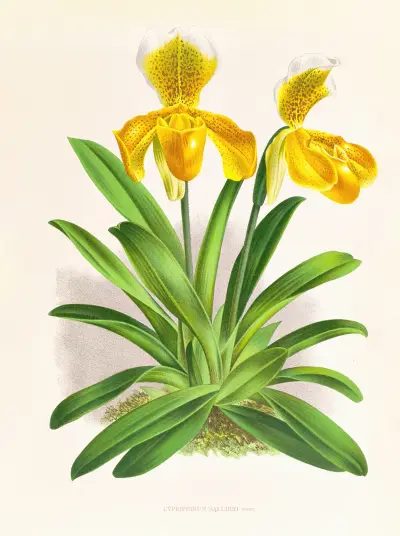 Cypripedium sallieri av Jean Jules Linden