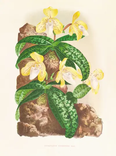 Cypripedium tonkinense av Jean Jules Linden