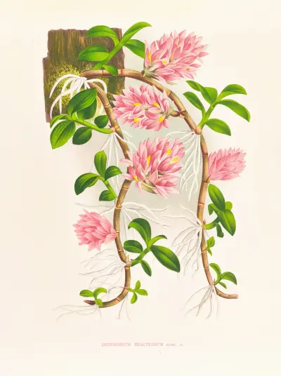 Dendrobium bracteosum av Jean Jules Linden