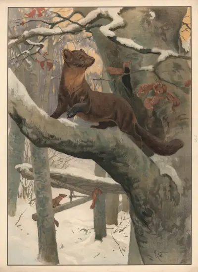 Mår av Karl Wagner