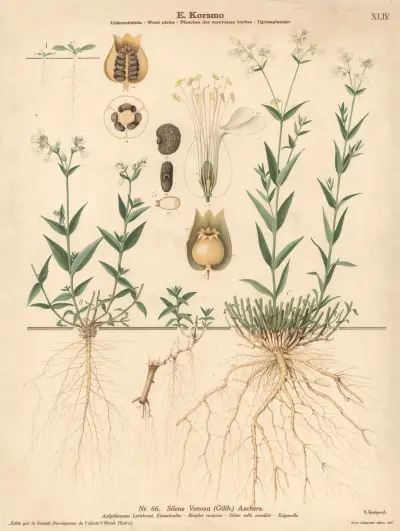Bladder campion av Knut Quelprud