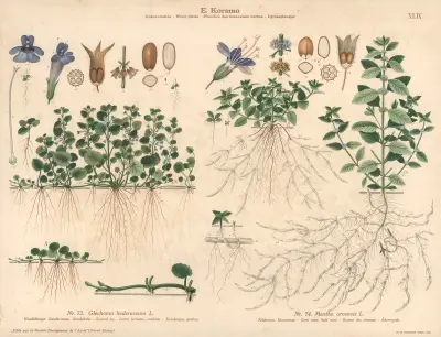 Ground ivy, Corn mint, field mint av Knut Quelprud