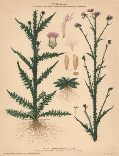 Marsh thistle av Knut Quelprud