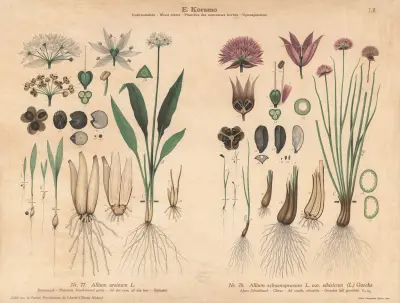 Ramsons, broad-leaved garlic, Chives av Knut Quelprud