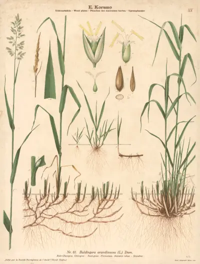 Reed grass av Knut Quelprud