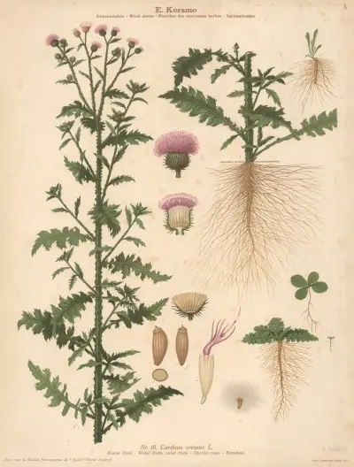 Welted thistle, Curled thistle av Knut Quelprud