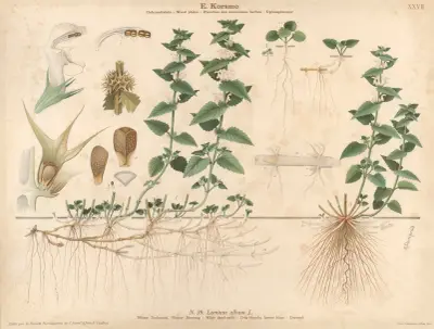 White dead-nettle av Knut Quelprud