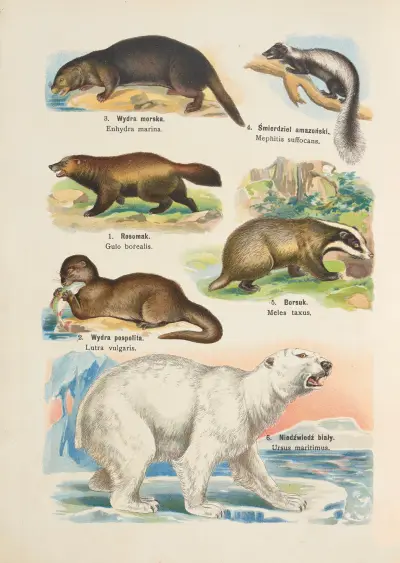 Atlas państwa zwierzęcego Pl.10 av Kurt Lampert