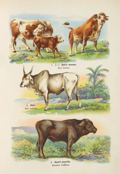 Atlas państwa zwierzęcego Pl.17 av Kurt Lampert