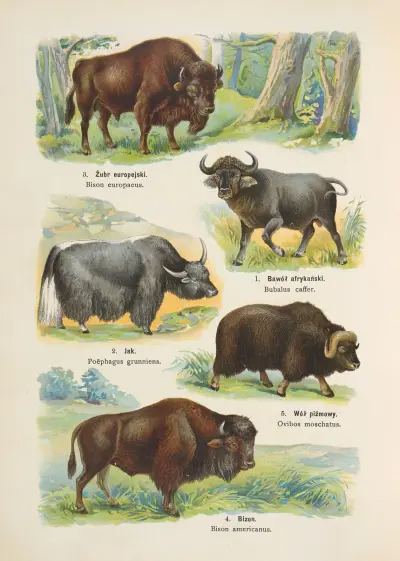 Atlas państwa zwierzęcego Pl.18 av Kurt Lampert