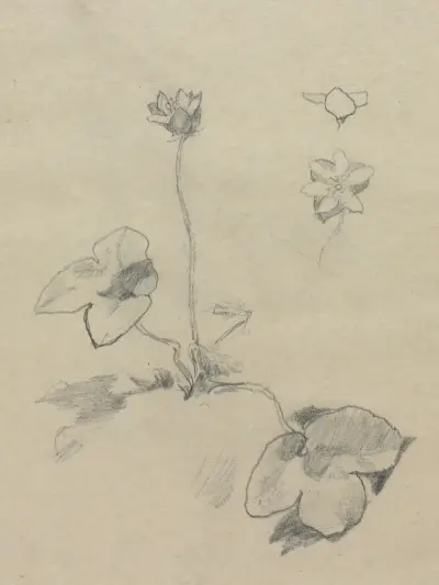 Anemone von John La Farge