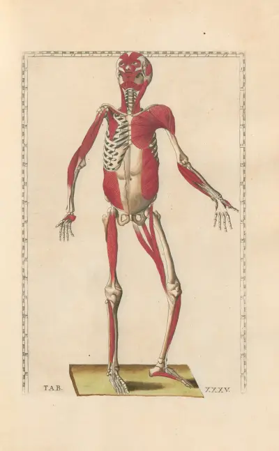 Bartholomaei Eustachii anatomici summi Romanae archetypae tabulae anatomicae novis explicationibus Pl.35 av Pier Leone Ghezzi