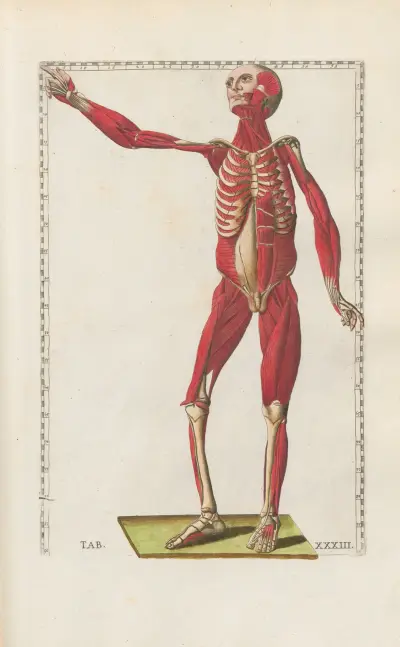 Bartholomaei Eustachii anatomici summi Romanae archetypae tabulae anatomicae novis explicationibus Pl.33 av Pier Leone Ghezzi
