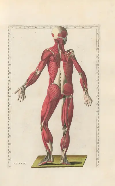 Bartholomaei Eustachii anatomici summi Romanae archetypae tabulae anatomicae novis explicationibus Pl.29 av Pier Leone Ghezzi