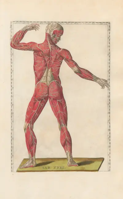 Bartholomaei Eustachii anatomici summi Romanae archetypae tabulae anatomicae novis explicationibus Pl.23 av Pier Leone Ghezzi