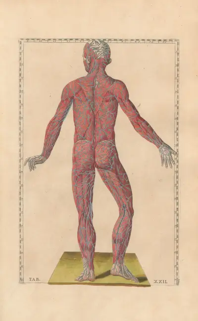 Bartholomaei Eustachii anatomici summi Romanae archetypae tabulae anatomicae novis explicationibus Pl.22 av Pier Leone Ghezzi