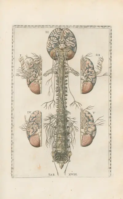 Bartholomaei Eustachii anatomici summi Romanae archetypae tabulae anatomicae novis explicationibus Pl.18 av Pier Leone Ghezzi