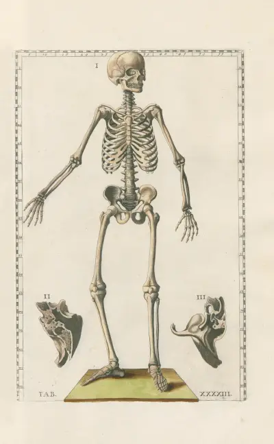 Bartholomaei Eustachii anatomici summi Romanae archetypae tabulae anatomicae novis explicationibus Pl.43 av Pier Leone Ghezzi
