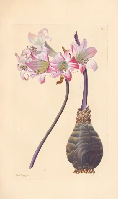 Amaryllis belladonna von Leopold Trattinnick