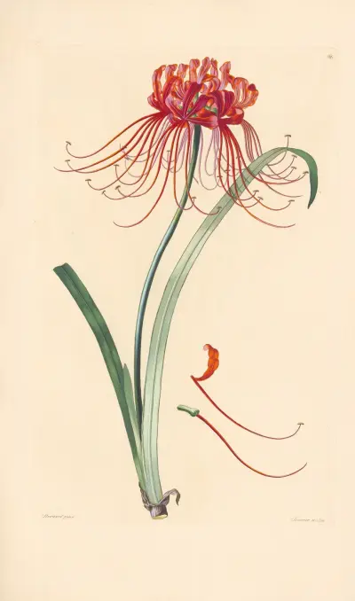 Amaryllis radiata von Leopold Trattinnick