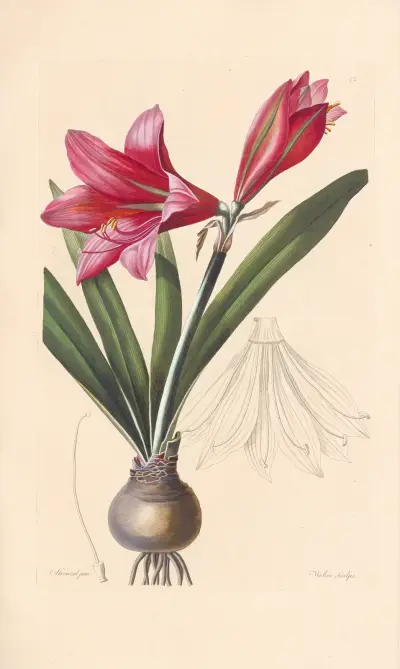 Amaryllis reginae von Leopold Trattinnick