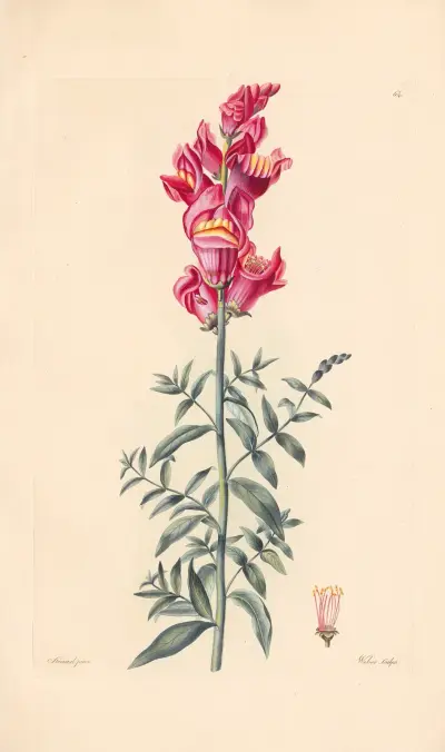 Antirrhinum majus von Leopold Trattinnick