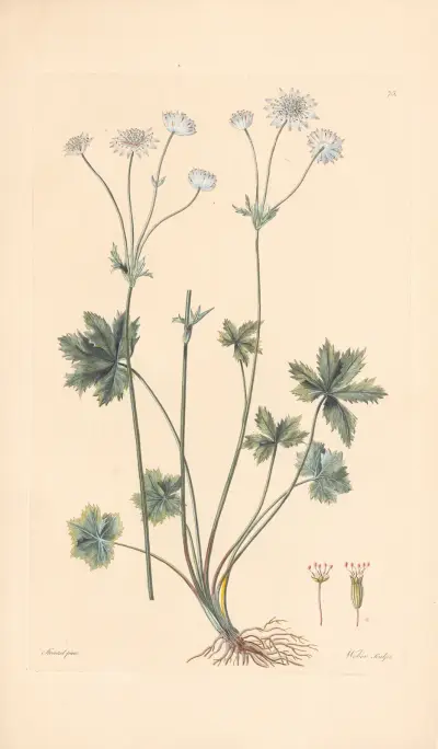Astrantia carniolica von Leopold Trattinnick