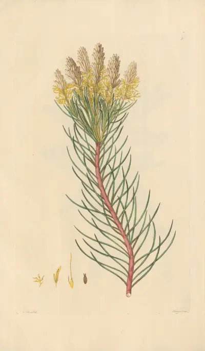 Aulax pinifolia von Leopold Trattinnick