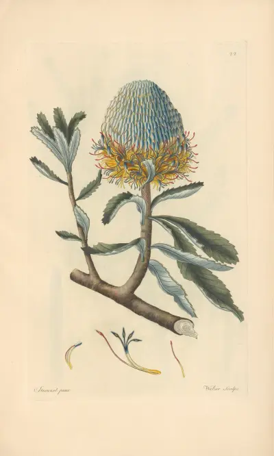 Banksia serrata von Leopold Trattinnick