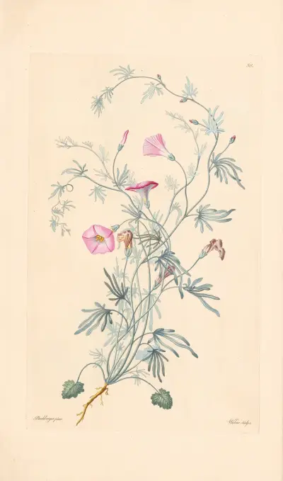 Convolnulus althaeoides von Leopold Trattinnick