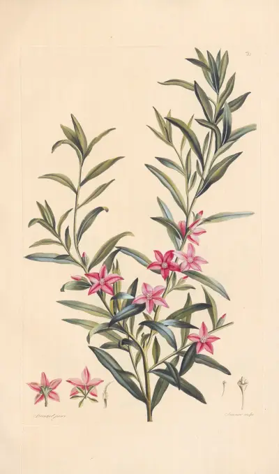 Crowea saligna von Leopold Trattinnick