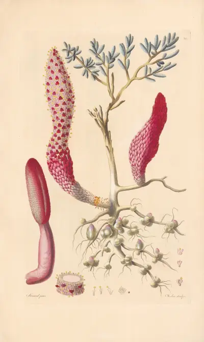Cynomorium coccineum von Leopold Trattinnick