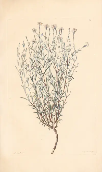Dianthus rigidus von Leopold Trattinnick