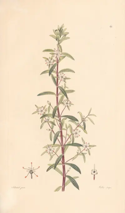 Diosma serratifolium von Leopold Trattinnick