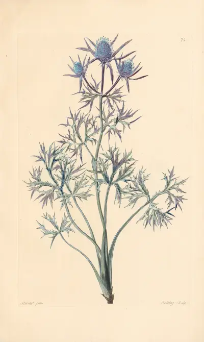 Eryngium Bourgati von Leopold Trattinnick